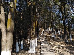 -火炉山森林公园