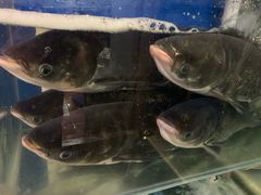 -雲蜀龙阁·金牌水煮鱼(方庄店)