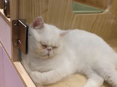 -屋虎猫馆(宝安大仟里店)