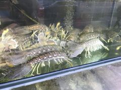 -凯华海鲜火锅·传承三十六年
