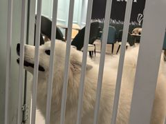 -安格丽娜·狗咖·猫咖羊驼咖(春熙路百盛商场店)