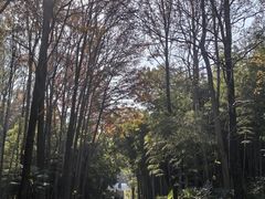 -青龙山国家森林公园