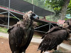 -西霞口神雕山野生动物世界