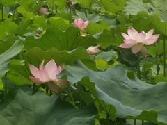 -四川大学(华西校区)