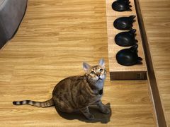 -啵啵喵·猫咖(攀华国际店)