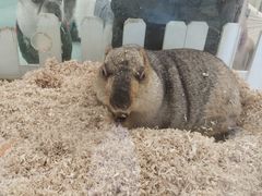 -怪兽屋·羊驼·猫咖·狗咖(俊华广场店)