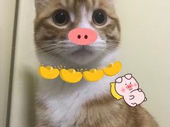 -美联众合爱康动物医院•复杂内科•肿瘤科•牙科•腔镜诊疗中心