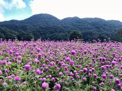 -广州市石门国家森林公园