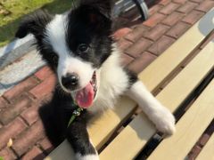 -翊宠yipet猫狗购宠庄园犬舍•猫舍