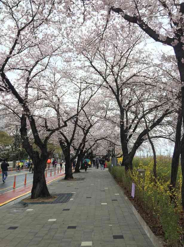 汝矣岛公园-"公司边上的公园,只有晚上能来走走,又不少.