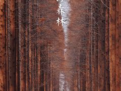 -黄海国家森林公园