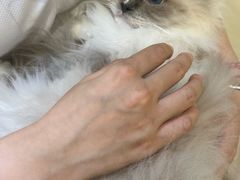 -藏猫猫咖啡主题馆(中央大道店)