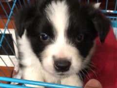 -翊宠yipet猫狗购宠庄园犬舍•猫舍