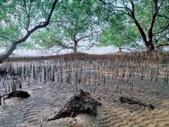 -宝安西湾红树林湿地公园