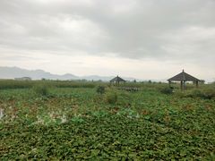 -哈素海