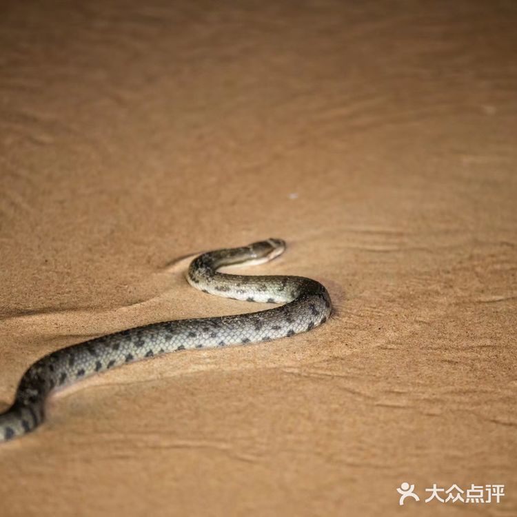 鲸鱼们都会浮出水面换气，再次下潜的时候，就能照到尾鳍