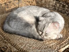 -飞行喵MR PILOT|猫舍·猫咖(静安大融城店)