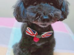 -哈尼爱宠·宠物生活会馆