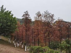 -东莞植物园