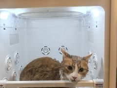 -瑞鹏宠物医院·内科·中兽医·骨科(苗圃店)