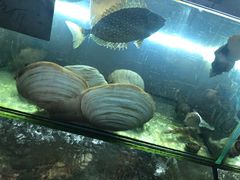 -老船长海鲜大排档(银滩店)