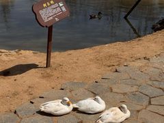 -东湖落雁景区