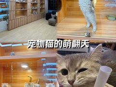 -猫十亿·布偶金渐层·曼基康矮脚猫舍(青年路店)
