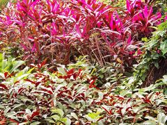 -广州兰圃