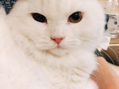 -飞行喵MR PILOT|猫舍·猫咖(静安大融城店)