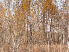 -布苏里北疆军事文化旅游区