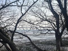 -宝安西湾红树林湿地公园