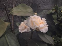 -麦当劳(龙湖时代天街店)