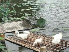 -大莲湖农家乐(青西郊野公园店)