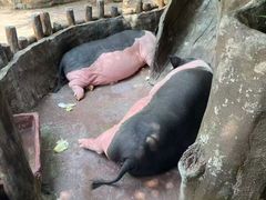 -大连森林动物园