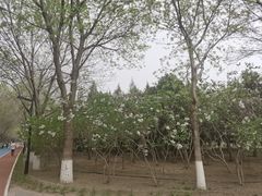 -大兴滨河森林公园