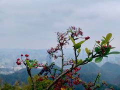 -黔灵山公园
