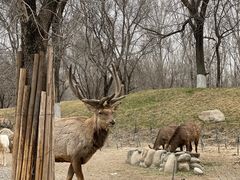 -北京野生动物园