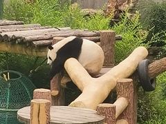 -沈阳森林动物园