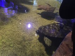 -临沂极地海洋王国