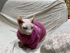 -藏猫猫咖啡主题馆(中央大道店)