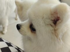 -怪兽屋·羊驼·猫咖·狗咖(俊华广场店)