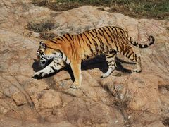 -西霞口神雕山野生动物世界