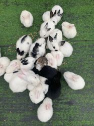 -萌宠亲子动物乐园(槐房万达店)