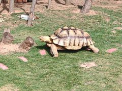 -西霞口神雕山野生动物世界
