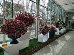 -上海鲜花港