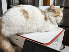 -顺强宠物诊所·狂犬免疫·夜诊·骨科(嘉定店)