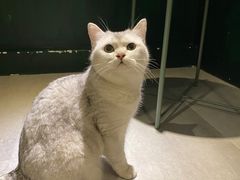 -猫儿山۰猫主题餐厅