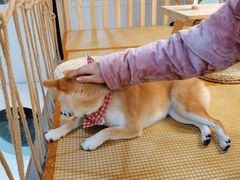 -柴迷FANS CLUB·柴犬狗咖·猫咖