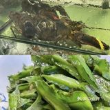 补充能量的海鲜店铺-小海豚海鲜