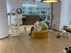-1013 PET SHOP精品宠物商店(丁香店)